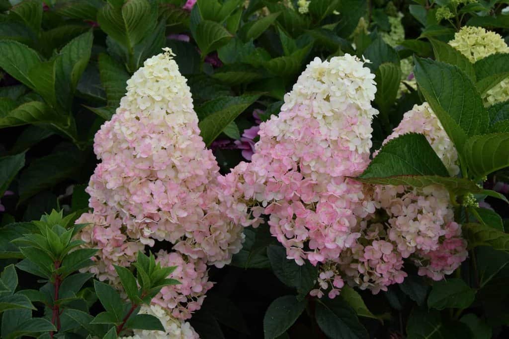 Hydrangea paniculata Vanille Fraise 40-60 cm